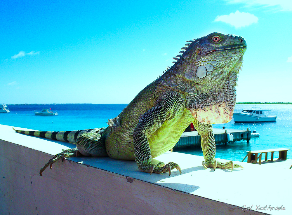 Iguana by the water in Bonaire