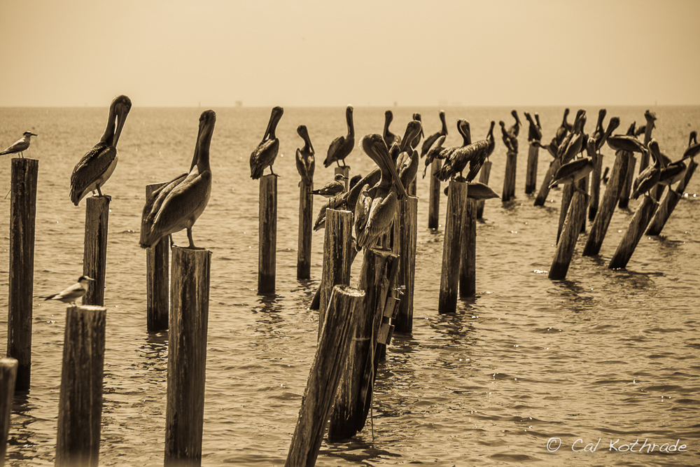 Pelicans on pilings in Mobile Bay.