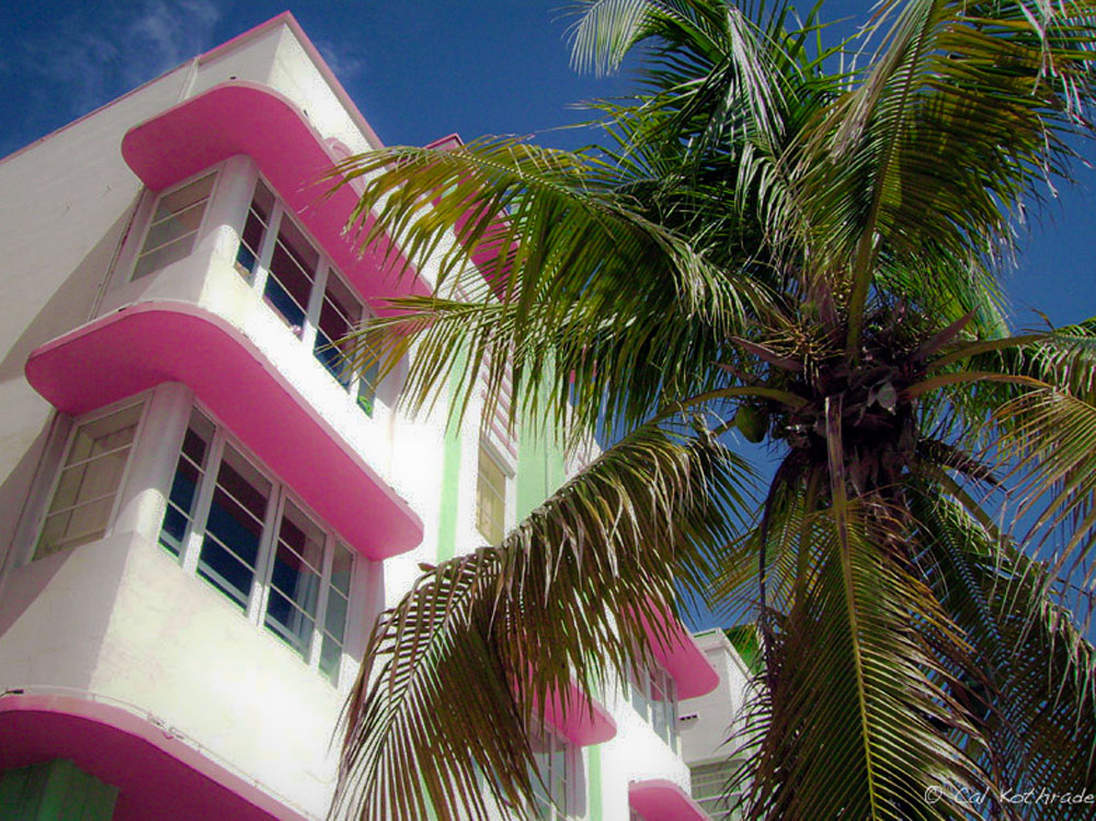 South Beach, Miami Florida palm tree